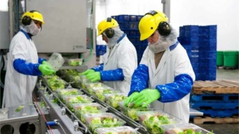 Salad Processing Assistant (Pengepakan Sayuran) PJTKI POLANDIA